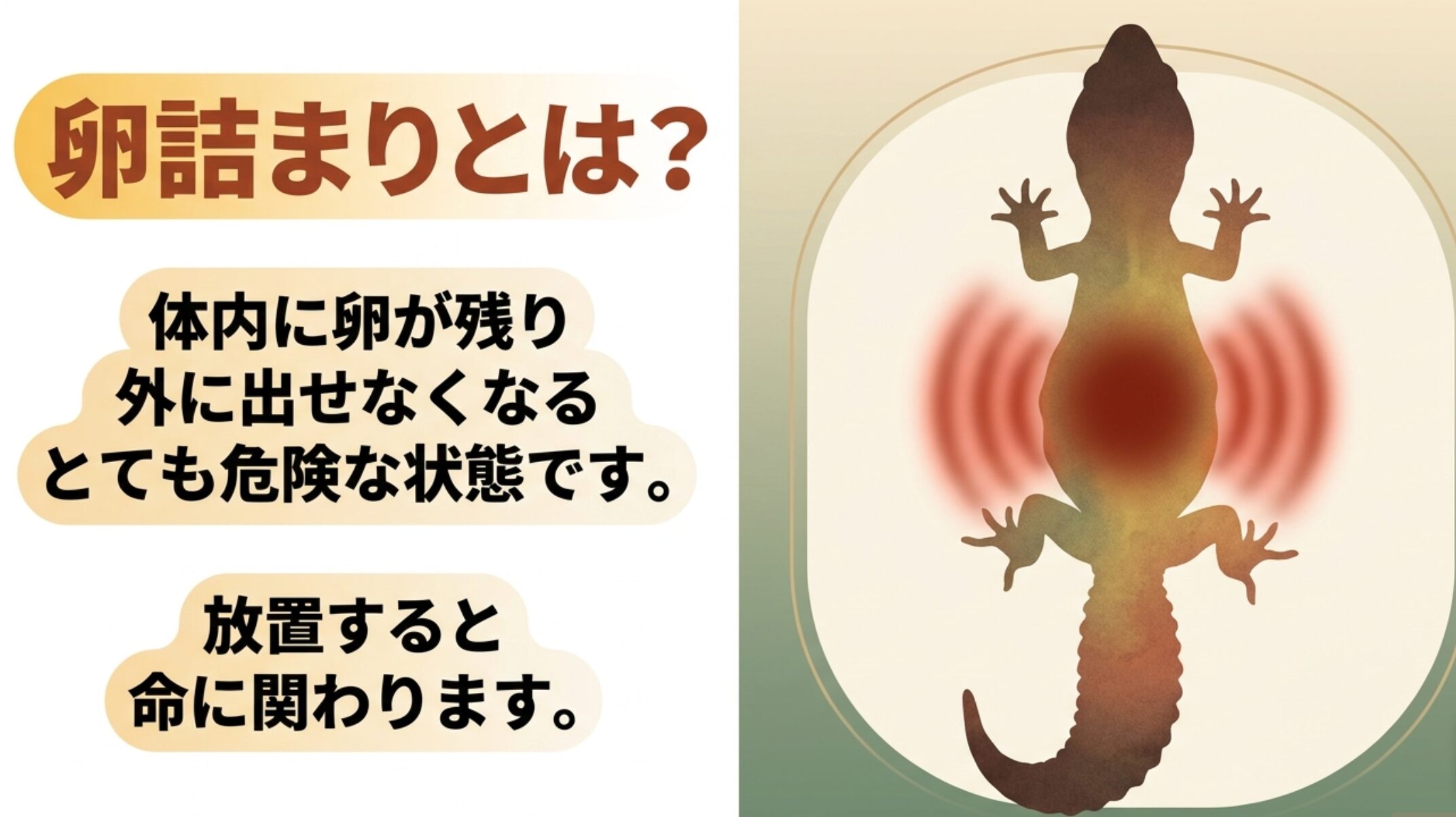 レオパの卵詰まりは体内に卵が残り外へ出せない危険な状態であることを説明する図解